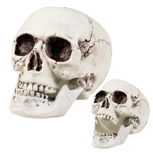 Doodshoofd Met Beweegbare Kaak (17x15cm)